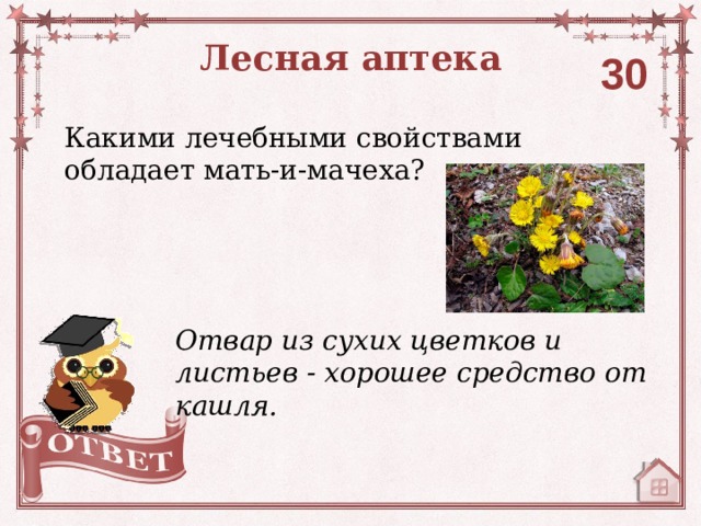 Лесная аптека 30 Какими лечебными свойствами обладает мать-и-мачеха? Отвар из сухих цветков и листьев - хорошее средство от кашля. 