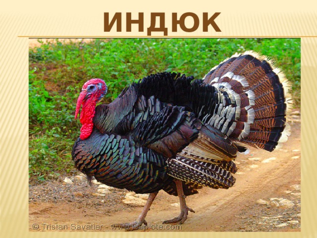 индюк 
