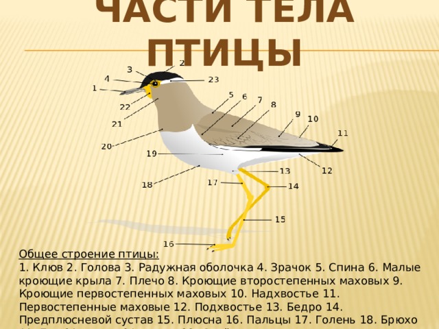 Части тела птицы Общее строение птицы:  1. Клюв 2. Голова 3. Радужная оболочка 4. Зрачок 5. Спина 6. Малые кроющие крыла 7. Плечо 8. Кроющие второстепенных маховых 9. Кроющие первостепенных маховых 10. Надхвостье 11. Первостепенные маховые 12. Подхвостье 13. Бедро 14. Предплюсневой сустав 15. Плюсна 16. Пальцы 17. Голень 18. Брюхо 19. Бок 20. Грудь 21. Горло 22. Серёжка 