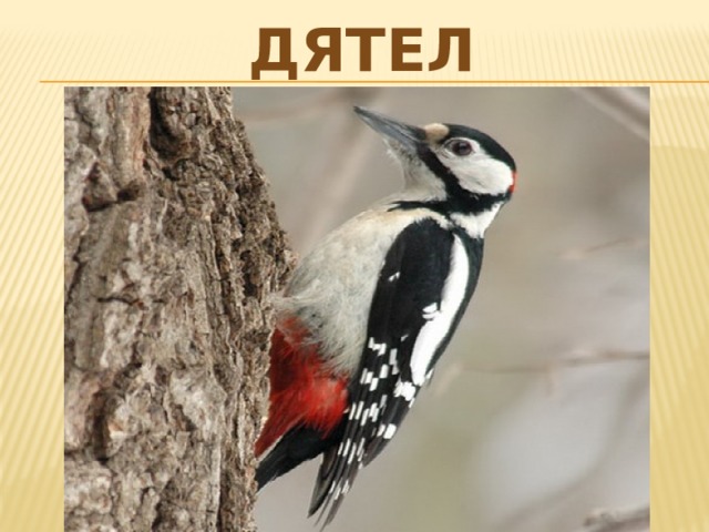 дятел 