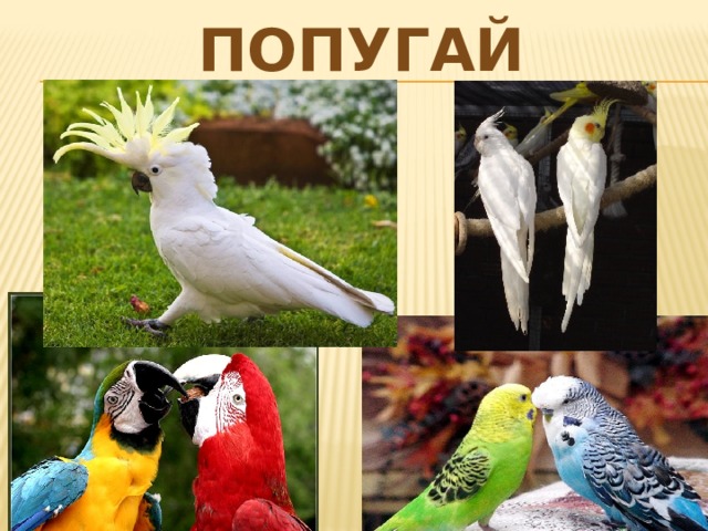 попугай 