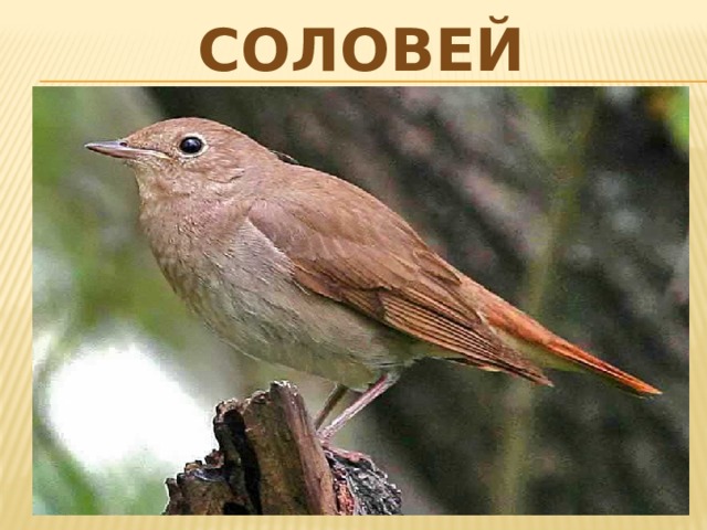 Соловей 