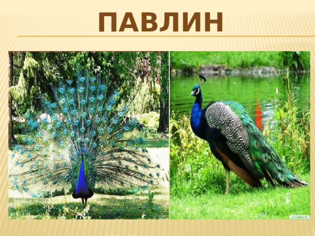павлин 