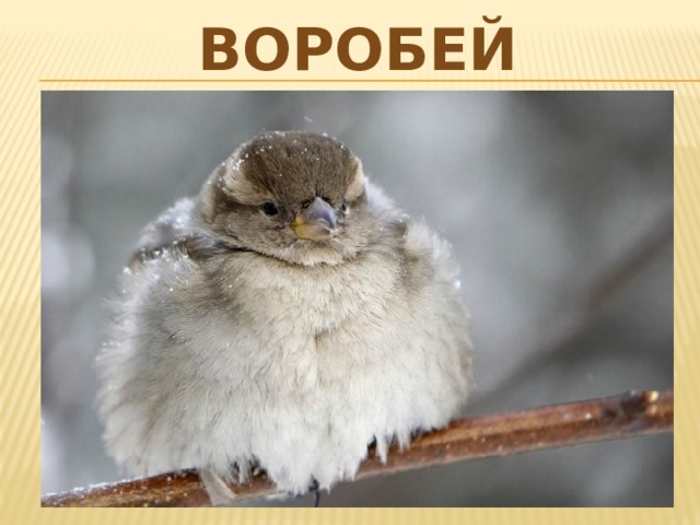 воробей 