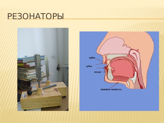РЕЗОНАТОРЫ Камертон очень плохо излучает звуковые волны. Излучение камертона можно сделать более интенсивным, использовав явление резонанса. Для этого камертон укрепляют на специальном ящике. Столб воздуха внутри резонирует с колебаниями ножек камертона. Это приводит к интенсивному излучению волн. Резонаторы имеются и в нашем голосовом аппарате. Источники звука в голосовом аппарате – голосовые связки. Они приходят в колебание благодаря выдуванию воздуха из легких и возбуждают звук, основной тон которого зависит от их натяжения.  