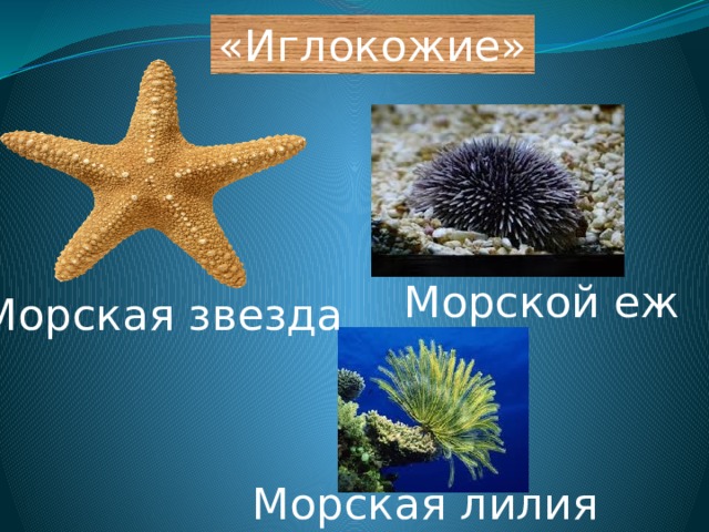 «Иглокожие» Морской еж Морская звезда Морская лилия 