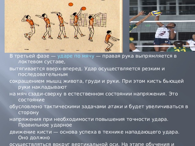 В третьей фазе — ударе по мячу — правая рука выпрям­ляется в локтевом суставе, вытягивается вверх-вперед. Удар осуществляется резким и последовательным сокращением мышц живота, груди и руки. При этом кисть бьющей руки накладывают на мяч сзади-сверху в естественном состоянии напряжения. Это состояние обусловлено тактическими задачами атаки и будет увеличиваться в сторону напряжения при необходимости повышения точности удара. Правильное ударное движение кисти — основа успеха в технике нападающего удара. Оно должно осуществляться вокруг вертикальной оси. На этапе обучения и совершенствования атакующих ударов следует особое внимание уделять не силе удара, а его своевременности и направлению. В четвертой фазе — приземлении — игрок приземляется на согнутые ноги, что предохраняет опорно-двигательный аппарат от травм и позволяет сразу перейти к последующим действиям. 