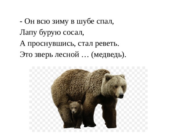 - Он всю зиму в шубе спал,  Лапу бурую сосал,  А проснувшись, стал реветь.  Это зверь лесной … (медведь). 