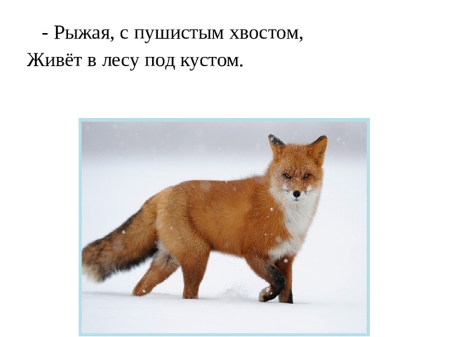  - Рыжая, с пушистым хвостом,  Живёт в лесу под кустом. 
