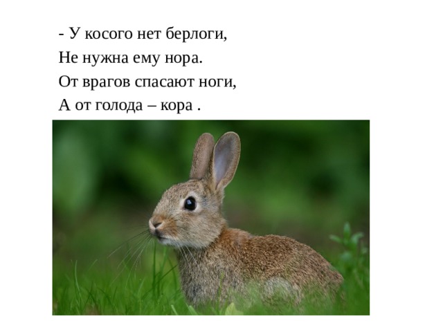 - У косого нет берлоги,  Не нужна ему нора.  От врагов спасают ноги,  А от голода – кора . 