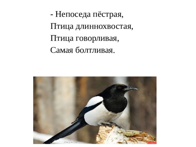 - Непоседа пёстрая,  Птица длиннохвостая,  Птица говорливая,  Самая болтливая. 