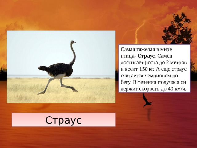 Самая тяжелая в мире птица- Страус . Самец достигает роста до 2 метров и весит 150 кг. А еще страус считается чемпионом по бегу. В течении получаса он держит скорость до 40 км/ч. Страус 