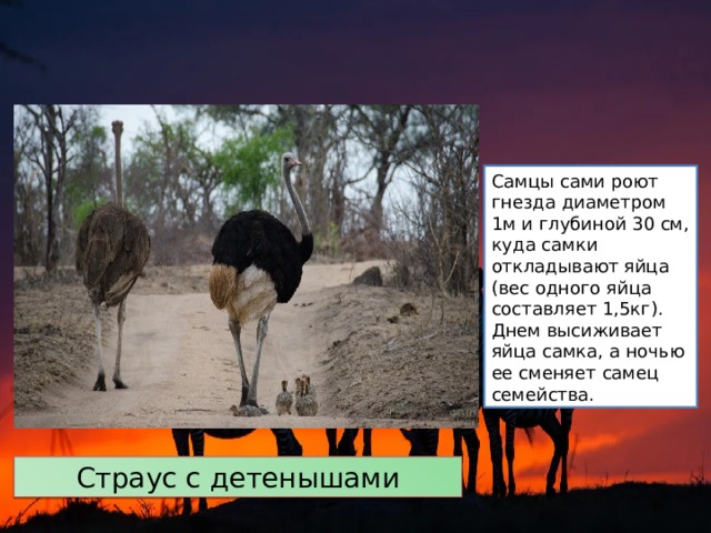Самцы сами роют гнезда диаметром 1м и глубиной 30 см, куда самки откладывают яйца (вес одного яйца составляет 1,5кг). Днем высиживает яйца самка, а ночью ее сменяет самец семейства. Страус с детенышами 