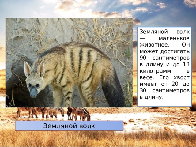 Земляной волк — маленькое животное. Он может достигать 90 сантиметров в длину и до 13 килограмм в весе. Его хвост имеет от 20 до 30 сантиметров в длину. Земляной волк 