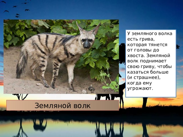 У земляного волка есть грива, которая тянется от головы до хвоста. Земляной волк поднимает свою гриву, чтобы казаться больше (и страшнее), когда ему угрожают. Земляной волк 