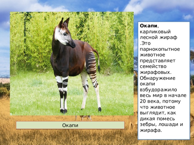 Окапи , карликовый лесной жираф .Это парнокопытное животное представляет семейство жирафовых. Обнаружение окапи взбудоражило весь мир в начале 20 века, потому что животное выглядит, как дикая помесь зебры, лошади и жирафа. Окапи 