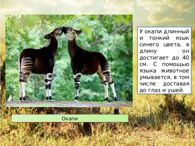 У окапи длинный и тонкий язык синего цвета, в длину он достигает до 40 см. С помощью языка животное умывается, в том числе доставая до глаз и ушей. Окапи 