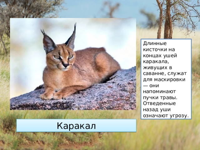 Длинные кисточки на концах ушей каракала, живущих в саванне, служат для маскировки — они напоминают пучки травы. Отведенные назад уши означают угрозу. Каракал 