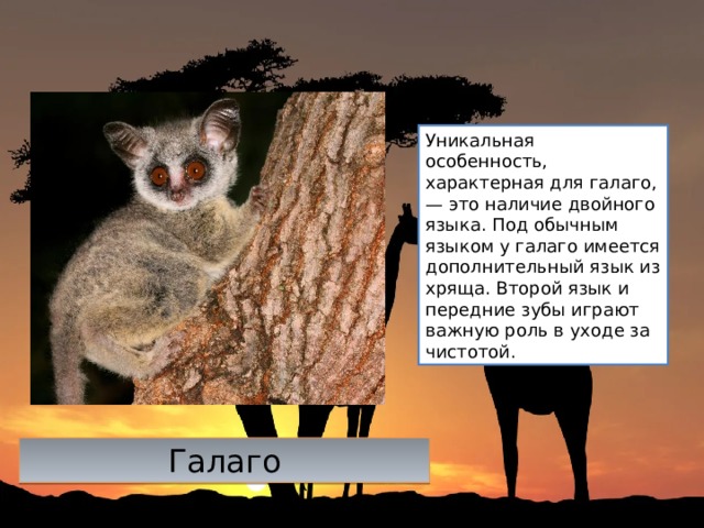 Уникальная особенность, характерная для галаго, — это наличие двойного языка. Под обычным языком у галаго имеется дополнительный язык из хряща. Второй язык и передние зубы играют важную роль в уходе за чистотой. Галаго 