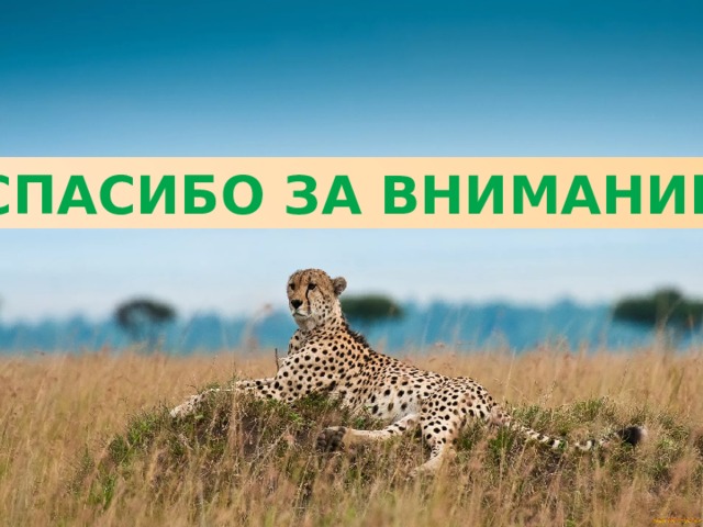 СПАСИБО ЗА ВНИМАНИЕ 