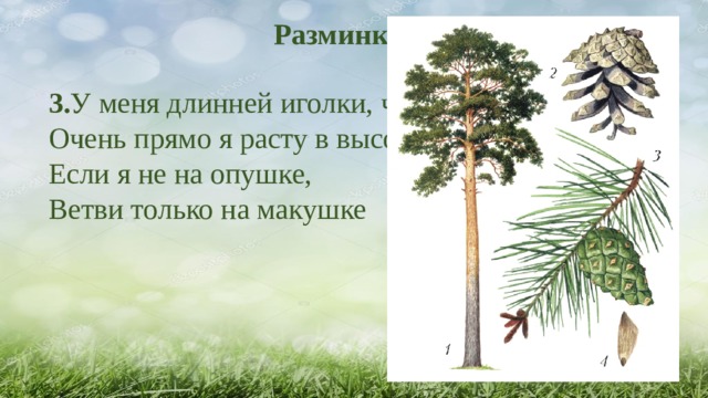 Разминка - Загадки 3. У меня длинней иголки, чем у ёлки.  Очень прямо я расту в высоту.  Если я не на опушке,  Ветви только на макушке 