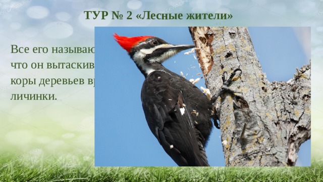 ТУР № 2 «Лесные жители» Все его называют лесным доктором за то, что он вытаскивает из стволов и из-под коры деревьев вредных насекомых и их личинки.    