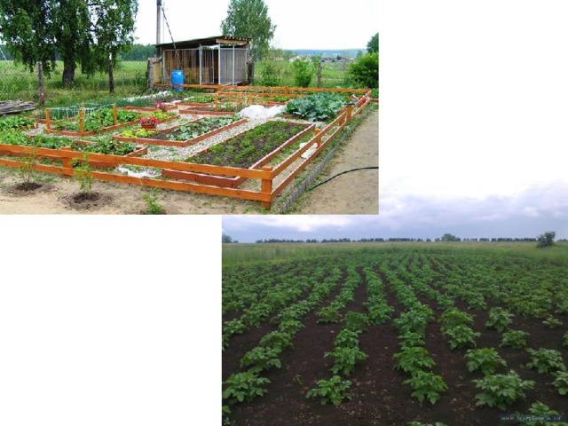  Можно ли вырастить достаточное количество этих продуктов на огороде в деревне?  Конечно нет! Их необходимо выращивать целыми полями.  Как вы думаете, сможет ли человек вручную посадить, вырастить и собрать такой урожай?  