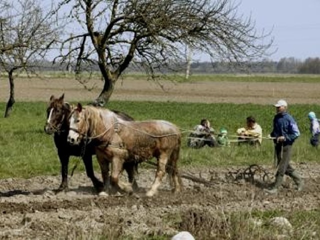 - Затем на помощь людям пришли быки и лошади. Они тянули плуг вместо человека.  