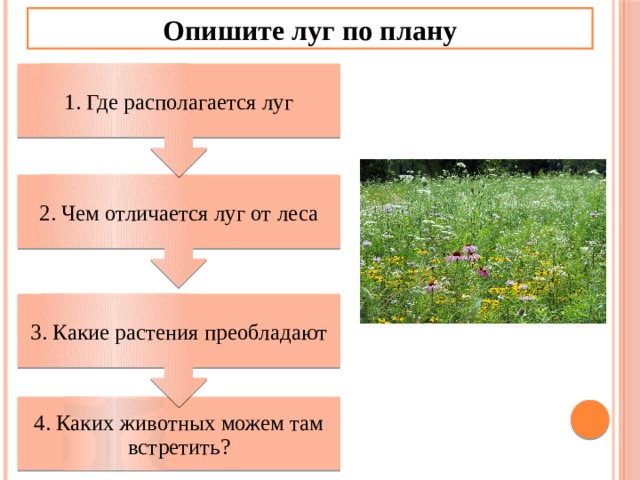 3. Какие растения преобладают 2. Чем отличается луг от леса 1. Где располагается луг Опишите луг по плану 4. Каких животных можем там встретить? 