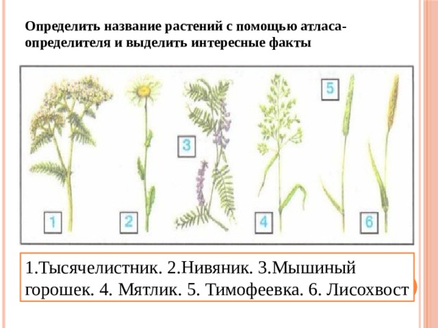 Определить название растений с помощью атласа-определителя и выделить интересные факты 1.Тысячелистник. 2.Нивяник. 3.Мышиный горошек. 4. Мятлик. 5. Тимофеевка. 6. Лисохвост 