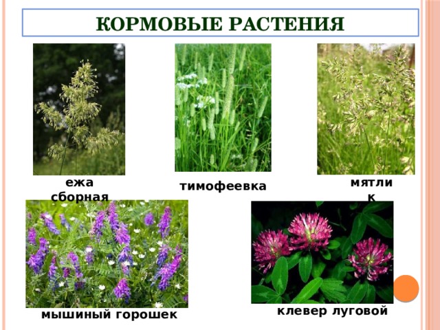 Кормовые растения мятлик ежа сборная тимофеевка клевер луговой мышиный горошек 