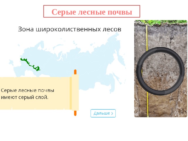 Серые лесные почвы 