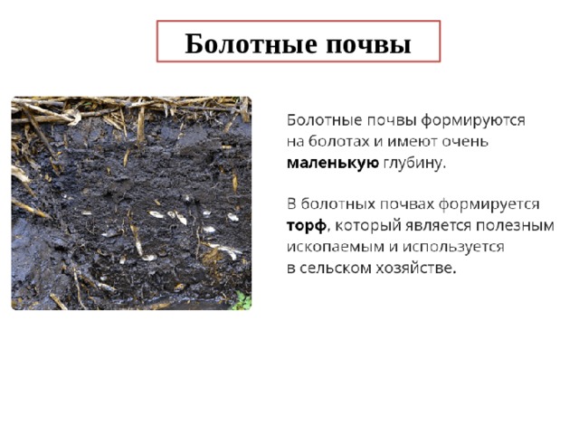 Болотные почвы 