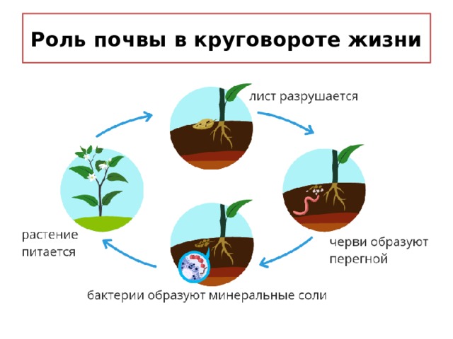 Роль почвы в круговороте жизни 