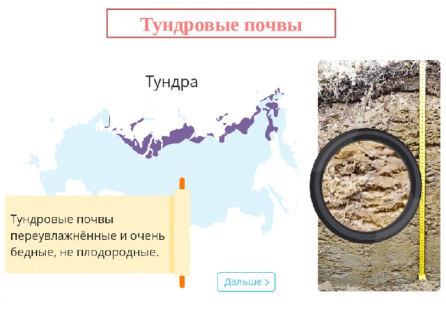 Тундровые почвы 