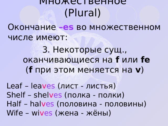 Множественное ( Plural ) Окончание –es  во множественном числе имеют: 3 . Некоторые сущ., оканчивающиеся на f  или fe  ( f  при этом меняется на v ) Leaf – lea v es ( лист - листья ) Shelf – shel v es ( полка - полки ) Half – hal v es ( половина - половины ) Wife – wi v es ( жена - жёны ) 