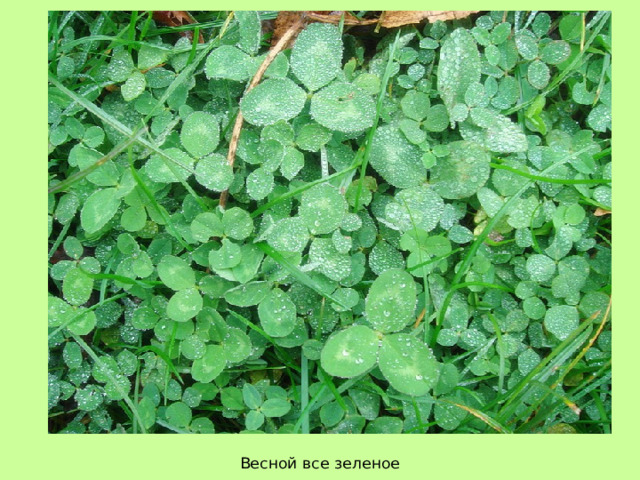 Весной все зеленое 
