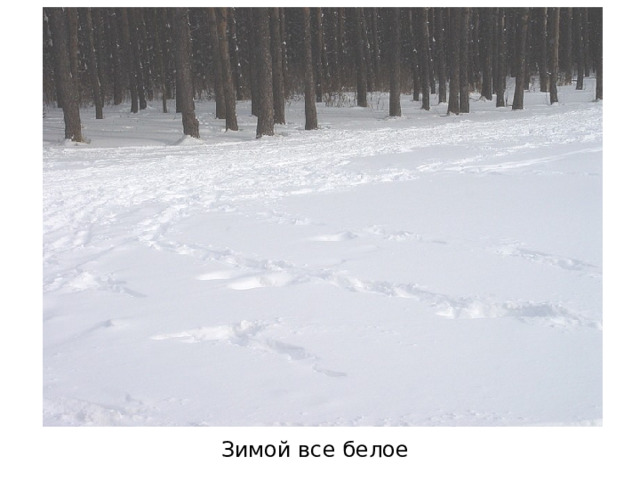 Зимой все белое 