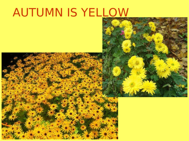 AUTUMN IS YELLOW 