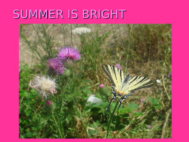 SUMMER IS BRIGHT 