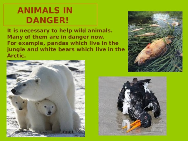  ANIMALS IN  DANGER! It is necessary to help wild animals. Many of them are in danger now. For example, pandas which live in the jungle  and white bears which  live in the Arctic.   