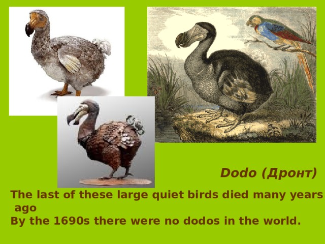 Dodo ( Дронт) The last of these large quiet birds died many years  ago By the 1690s there were no dodos in the world.   