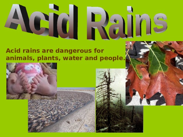 Acid rains are dangerous for animals, plants, water and people.   