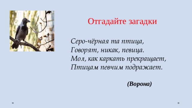 Отгадайте загадки Серо-чёрная та птица,  Говорят, никак, певица.  Мол, как каркать прекращает,  Птицам певчим подражает.   (Ворона) 