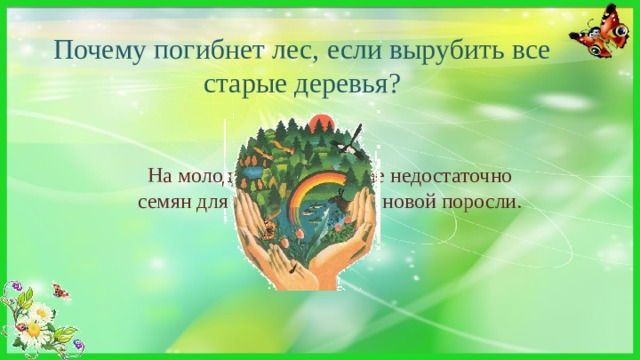 Почему погибнет лес, если вырубить все старые деревья? На молодых деревьях еще недостаточно семян для восстановления новой поросли. 