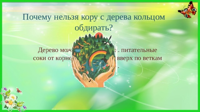 Почему нельзя кору с дерева кольцом обдирать? Дерево может засохнуть, т.к. питательные соки от корней поднимаются вверх по веткам только по коре. 