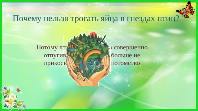 Почему нельзя трогать яйца в гнездах птиц? Потому что запах человека совершенно отпугивает птиц, птица больше не прикоснется к яйцам, и потомство погибнет. 