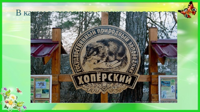 В каком заповеднике охраняют и разводят выхухоль? В Хоперском 