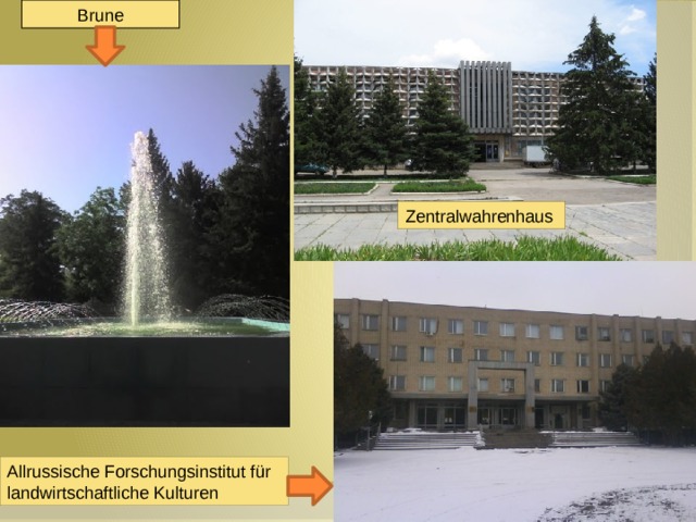  Brune Zentralwahrenhaus Allrussische Forschungsinstitut für landwirtschaftliche Kulturen 