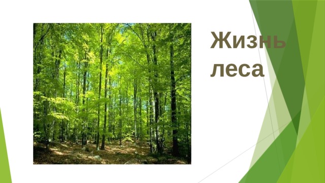 Жизнь леса 
